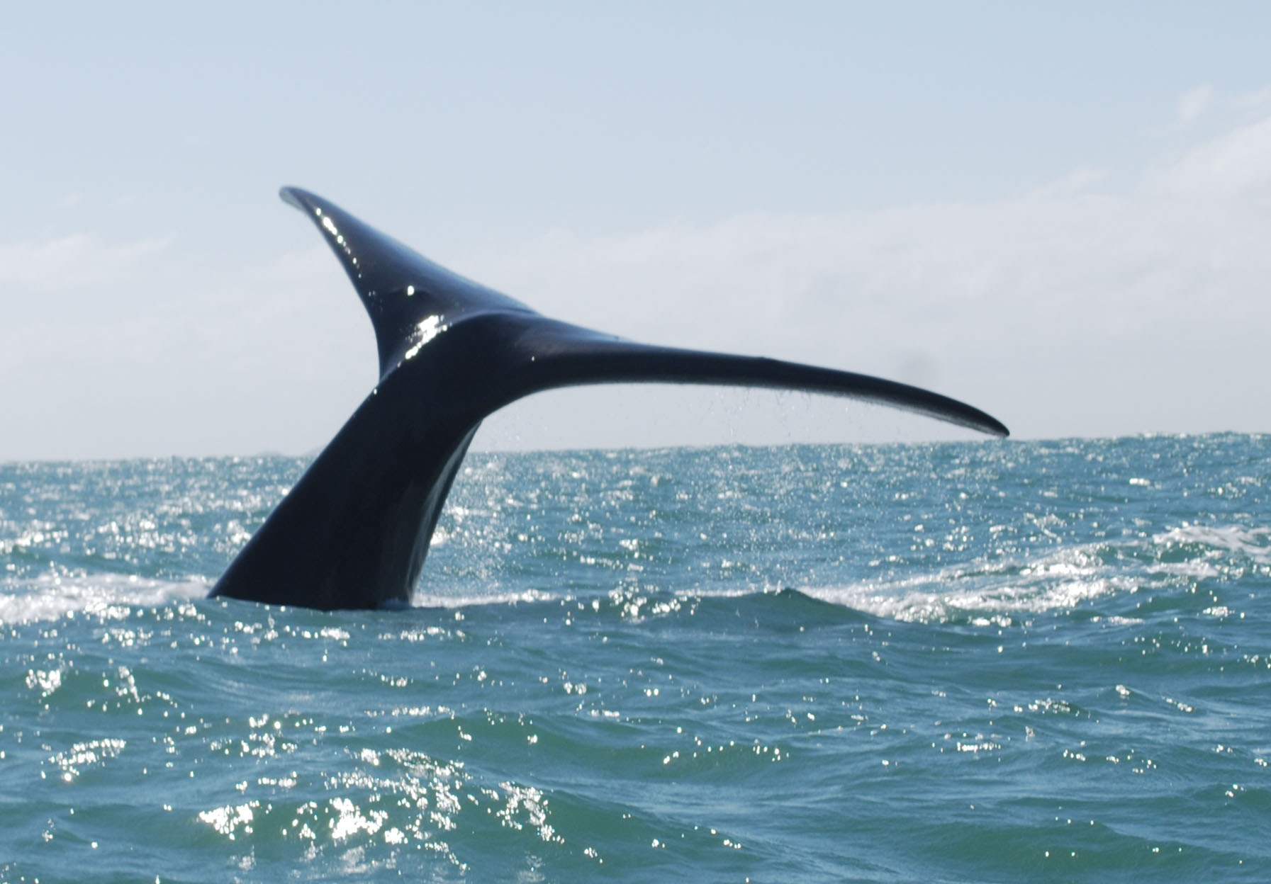 baleia-9